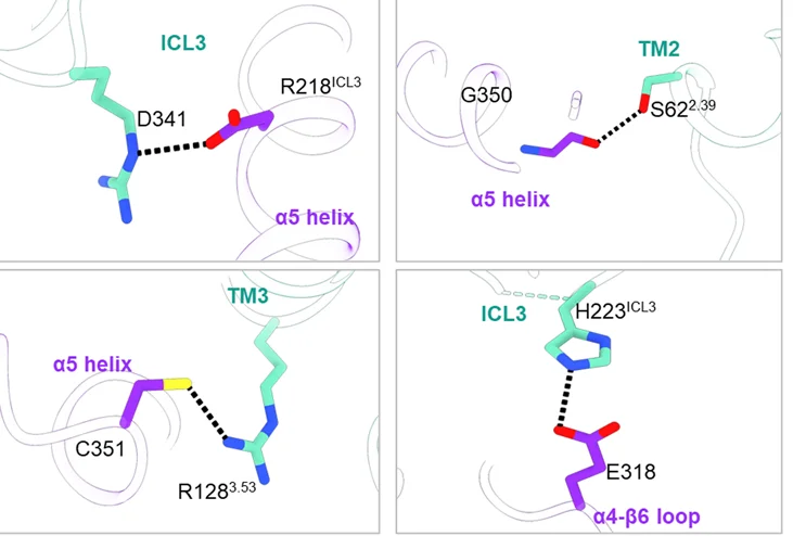 Open access visualization of Protein Structure, Chemical Structure, Gao Residues, GPR109A, Cytoplasmic Core