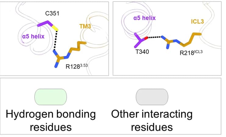 Open access visualization of Illustration, Chemical Structure, Gao Residues, GPR109A, Cytoplasmic Core