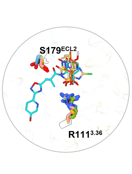 Open access visualization of Protein Structure, Chemical Structure, Residues, Hydrogen Bond, Niacin