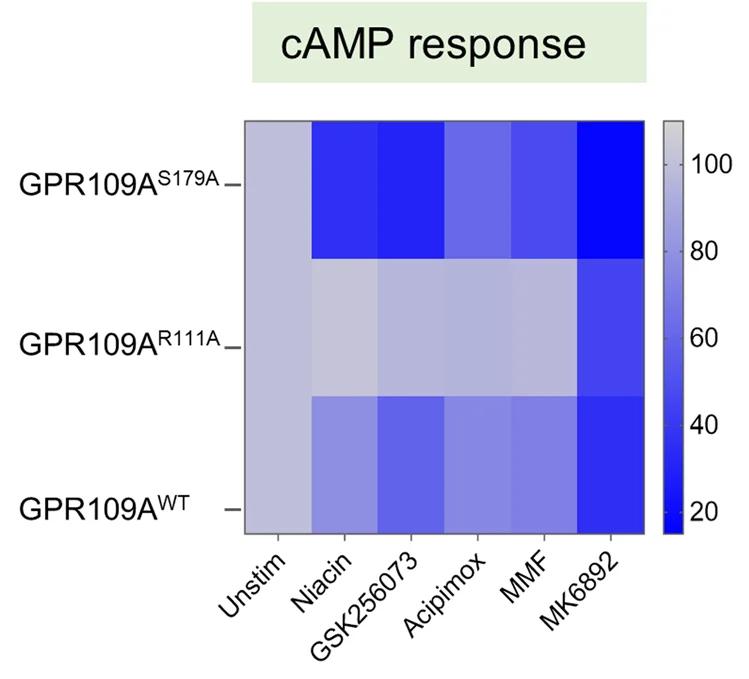 Open access visualization of Heatmap, cAMP Response, GPR109A WT, GPR109A R111A, GPR109A S179A