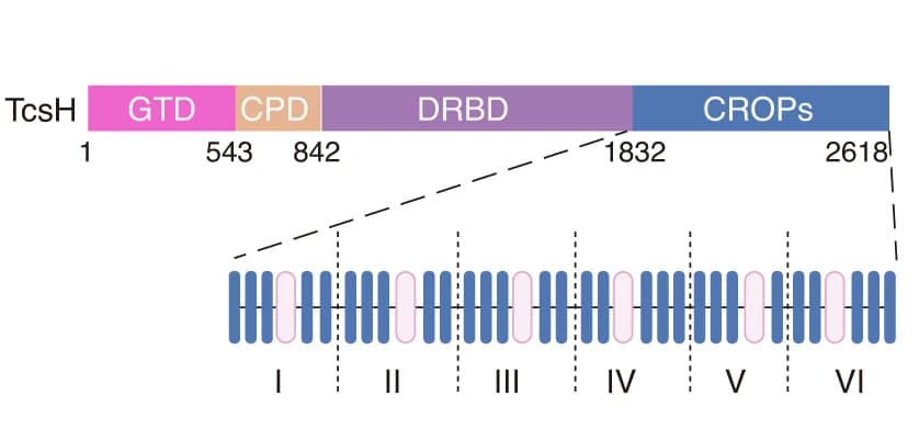 Open access visualization of Illustration, TcsH, TMPRSS2, Cryo-EM, Glucosyltransferase Domain