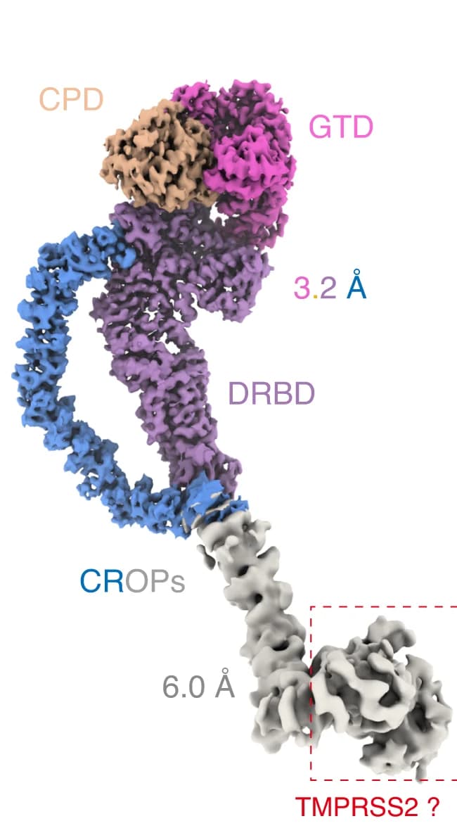 Open access visualization of Protein Structure, EM Map, TcsH, TMPRSS2, Holotoxin