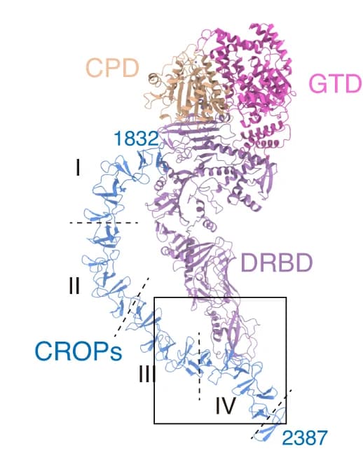 Open access visualization of Protein Structure, TcsH, Holotoxin, Cartoon Representation