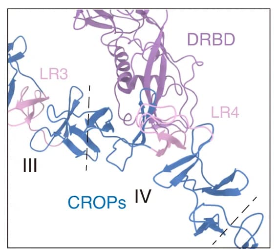 Open access visualization of Protein Structure, CROP, DRBD, TcsH