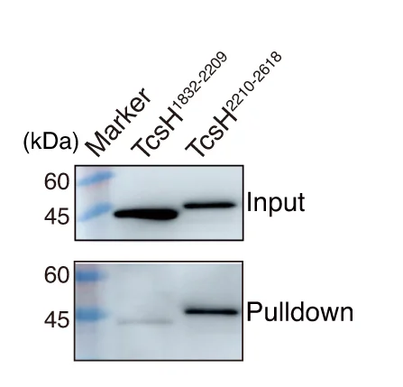 Open access visualization of Gel, Pull-Down Assay, TcsH, TMPRSS2, Protein Binding