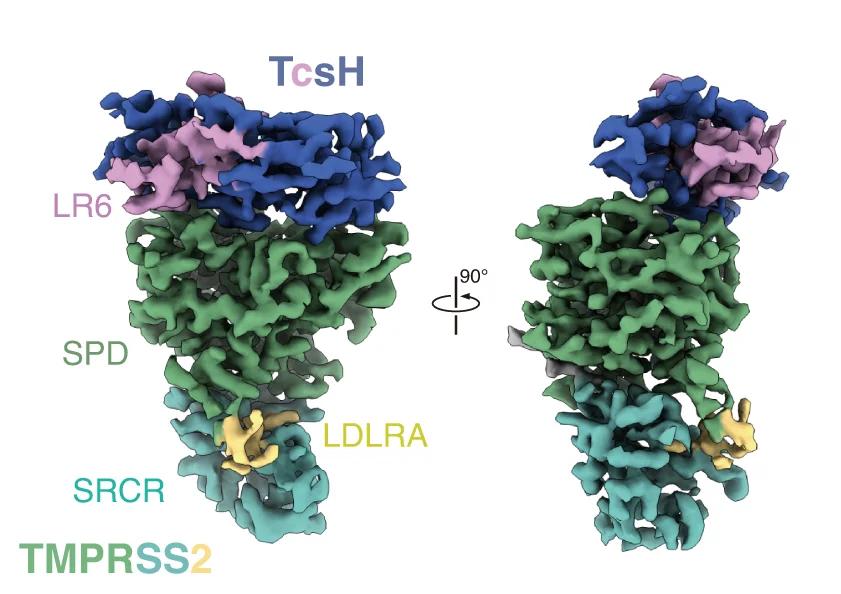 Open access visualization of Protein Structure, Cryo-EM, TcsH-TMPRSS2 ECD Complex