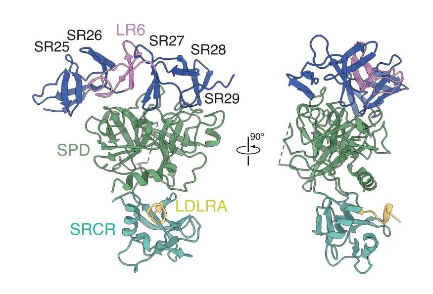 Open access visualization of Protein Structure, TcsH-TMPRSS2 ECD Complex, Cartoon Representation