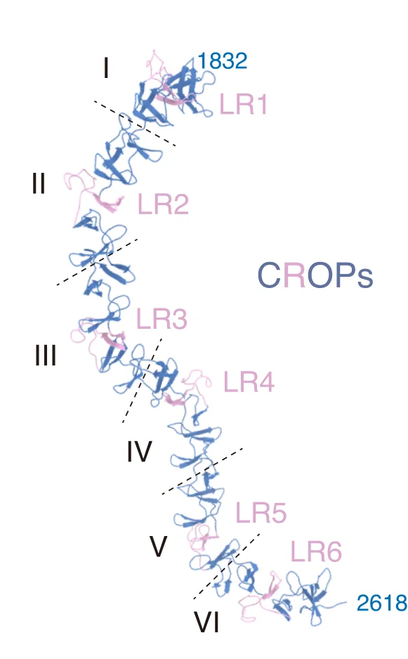 Open access visualization of Protein Structure, Ribbon Diagram, CROPs Domain