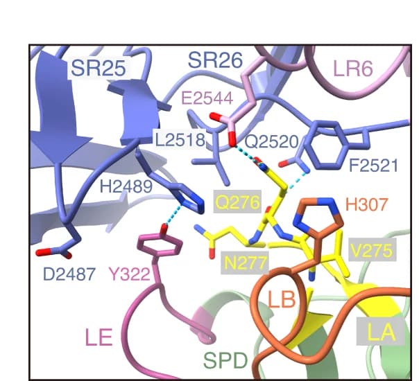 Open access visualization of Protein Structure, Chemical Structure, TcsH, TMPRSS2, Interface