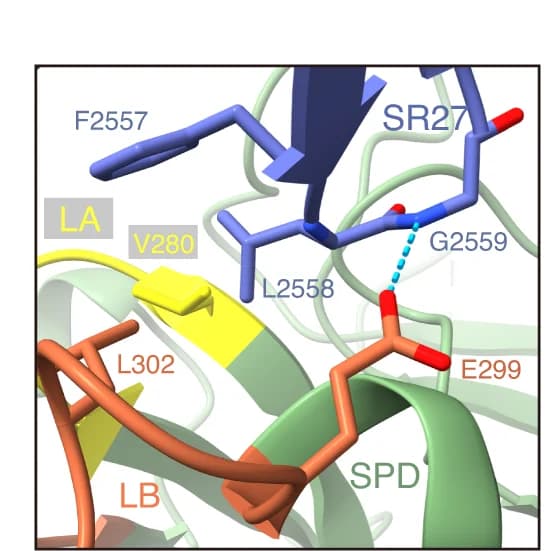 Open access visualization of Protein Structure, Chemical Structure, TcsH, TMPRSS2, Interface
