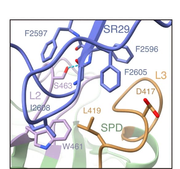 Open access visualization of Protein Structure, Chemical Structure, TcsH, TMPRSS2, Interface