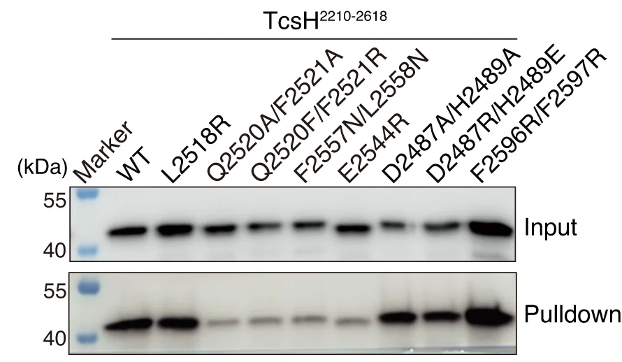 Open access visualization of Gel, TcsH, Fc-His-TMPRSS2 ECD, Protein A Resins, Pull-down Assays