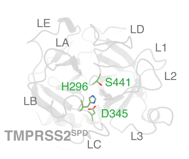 Open access visualization of Protein Structure, TMPRSS2 SPD Structure, Catalytic Triad, Serine Protease Domain