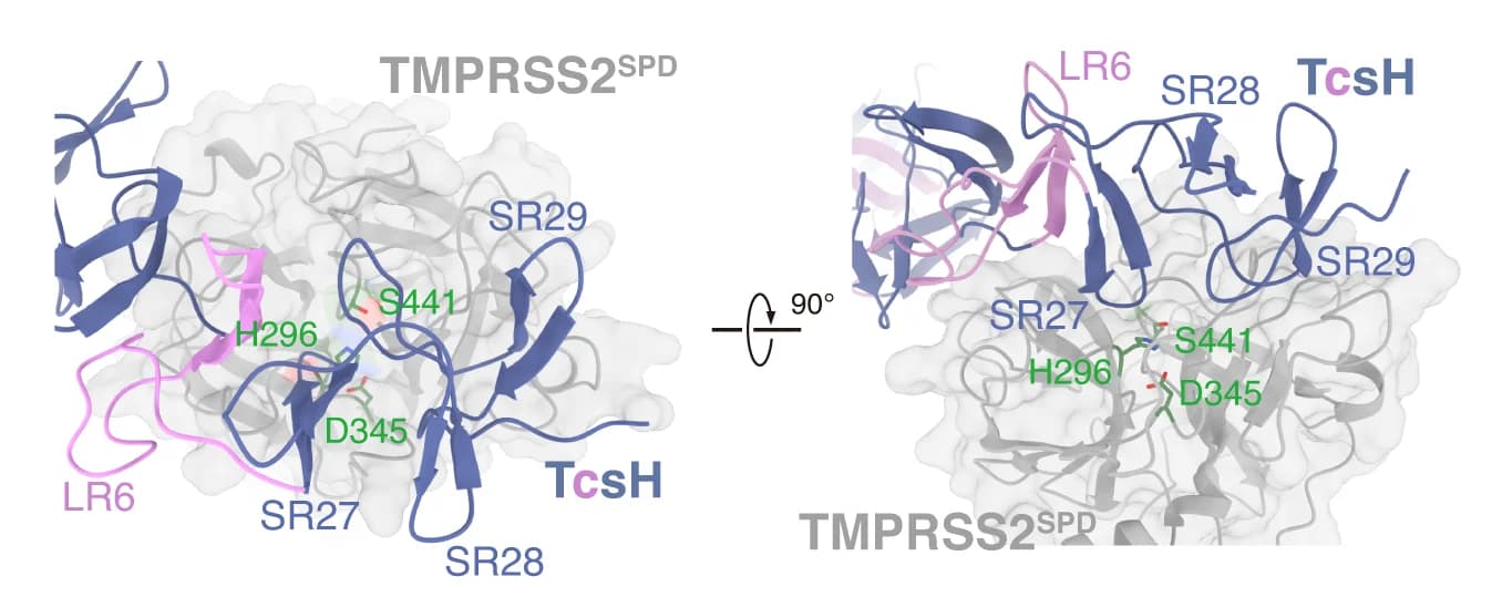 Open access visualization of Protein Structure, 3D Plot, TcsH-TMPRSS2 Complex, Catalytic Pocket, Substrate Entrance