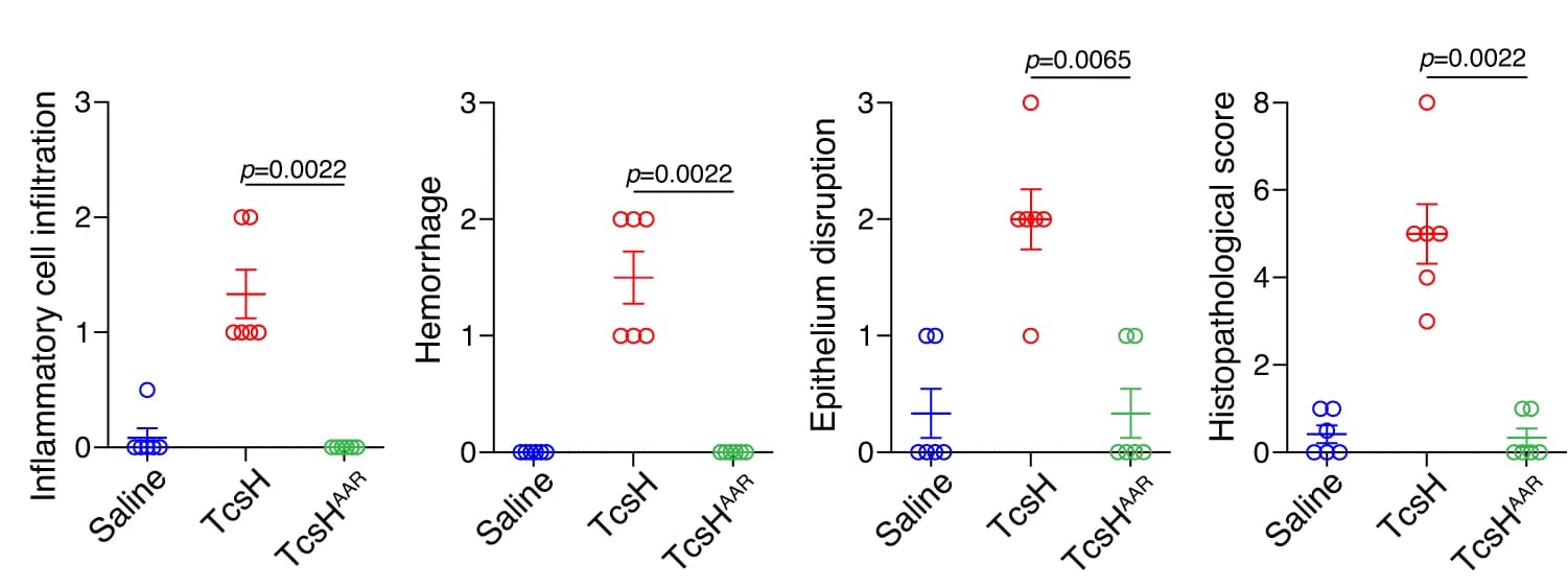 Open access visualization of Scatter Plot, Error Bars, Histological Score, Inflammatory Cell Infiltration, Hemorrhage