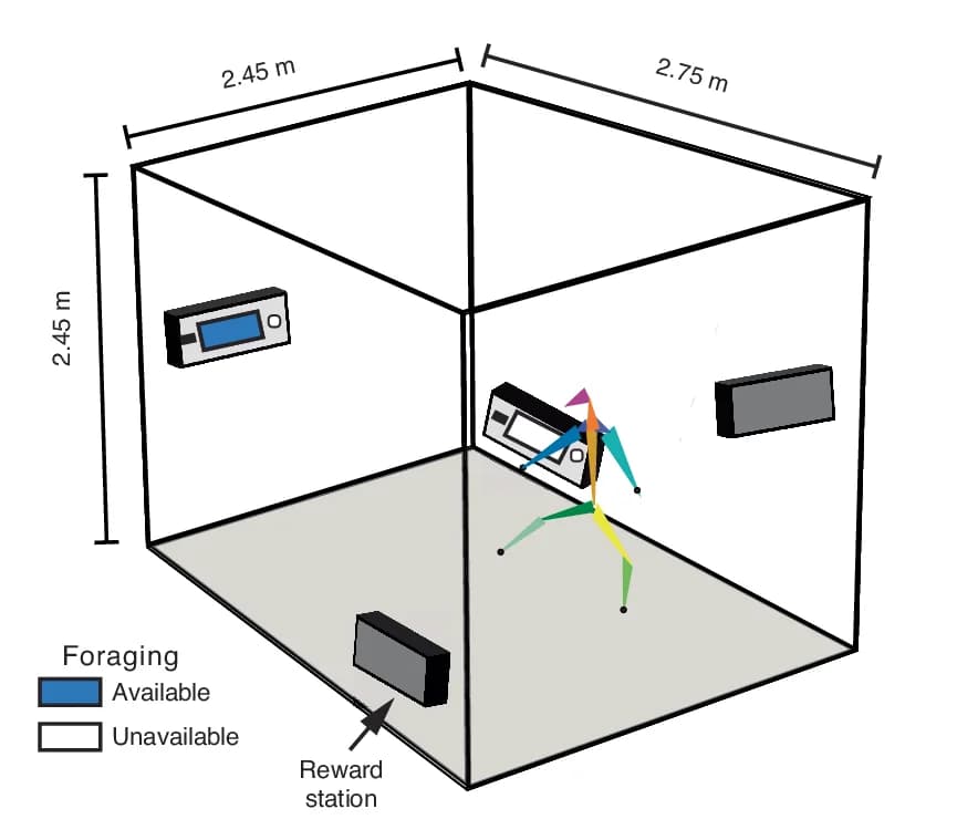 Open access visualization of Illustration, Cage, Foraging Task, Reward Stations, Open Space