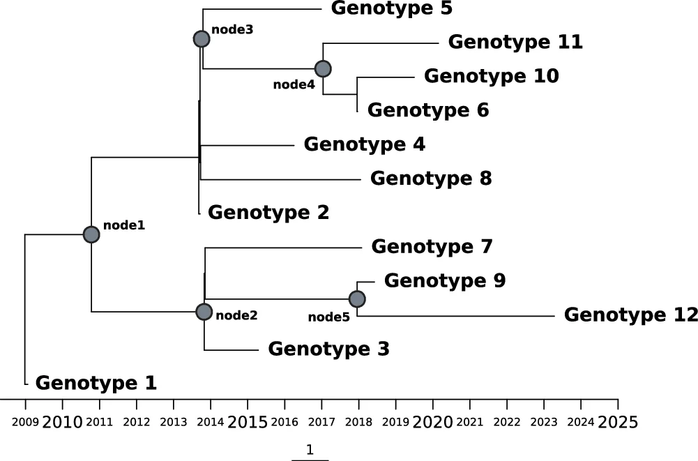 Open access visualization of Pathway, Phylogenetic Tree, Divergence Dates, Clarithromycin Resistance, Genotype 1