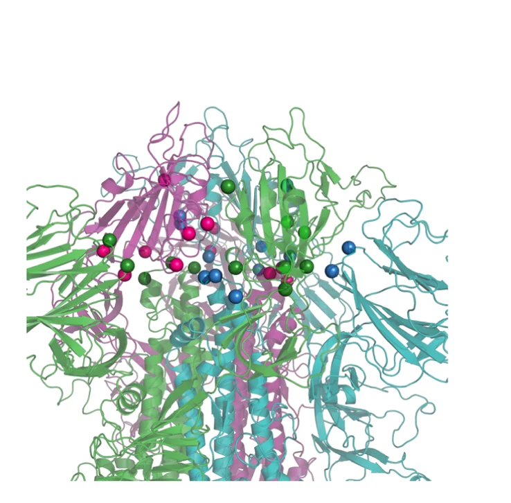 Open access visualization of Protein Structure, Three-Dimensional Location, Mutations, SARS-CoV-2, S Glycoprotein