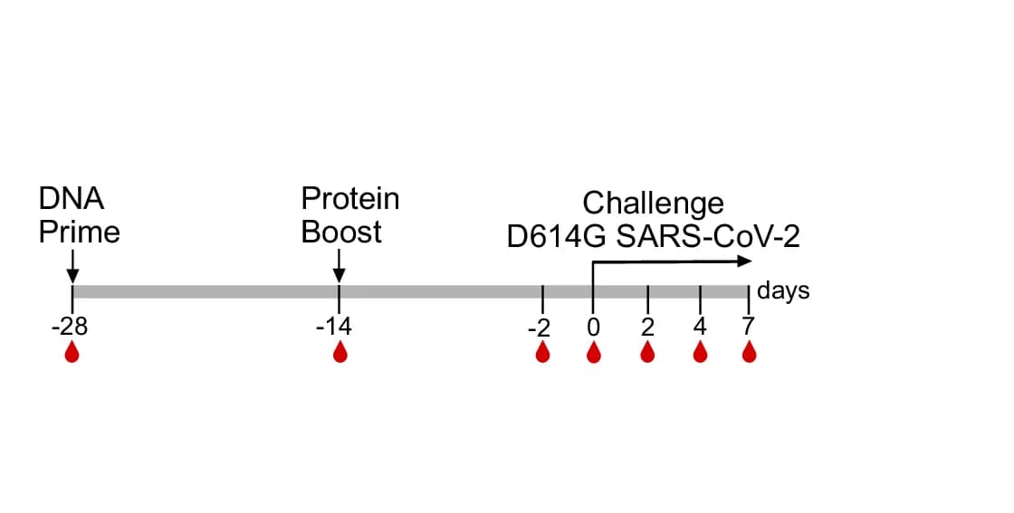 Open access visualization of Workflow, Vaccination Strategy, Infection Timeline, Biological Samples