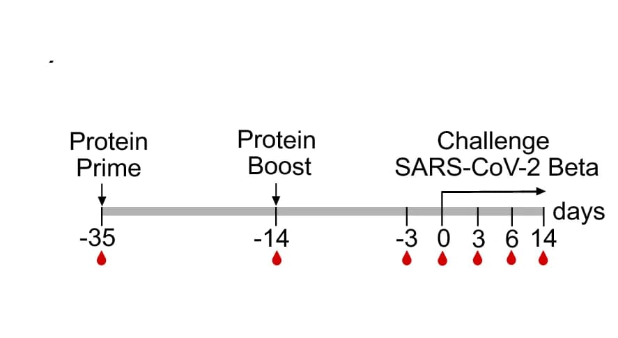 Open access visualization of Workflow, Vaccine Strategy, Infection Timeline, Biological Samples