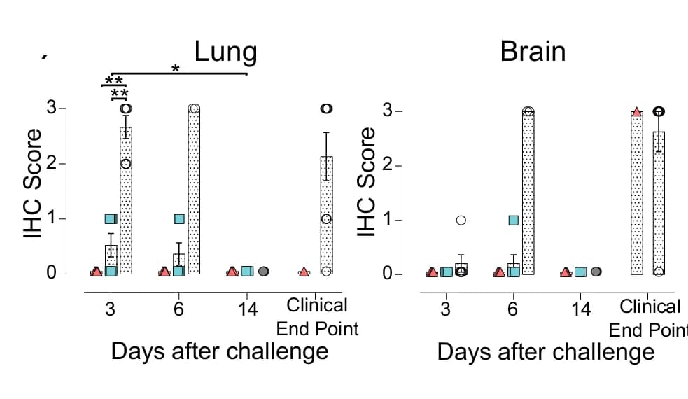 Open access visualization of Bar Plot, Error Bars, Scatter Plot, SARS-CoV-2 Nucleocapsid Protein, Brain