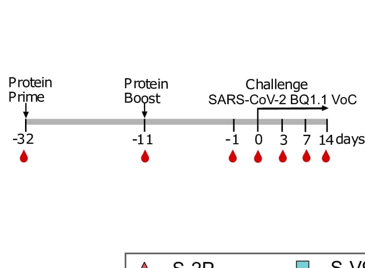Open access visualization of Workflow, Vaccine Strategy, Infection Timeline, Biological Samples