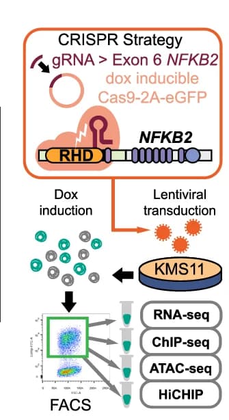 Open access visualization of Workflow, Flowchart, CRISPR Design, Experiment Strategy, NFKB2 Expression
