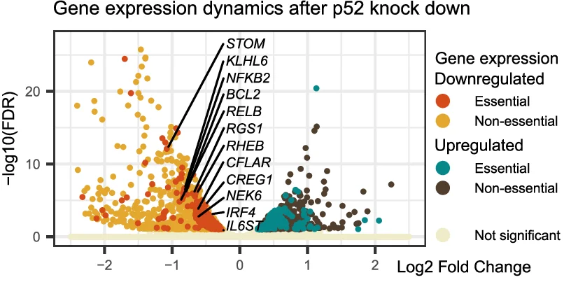 Open access visualization of Volcano Plot, Scatter Plot, Differentially Expressed Genes, NFKB2 Knockdown, Essential Genes