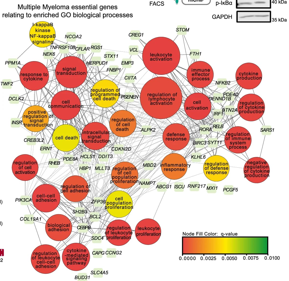 Open access visualization of Network, Pathway, Network Visualisation, Biological Process Terms, Essential Genes