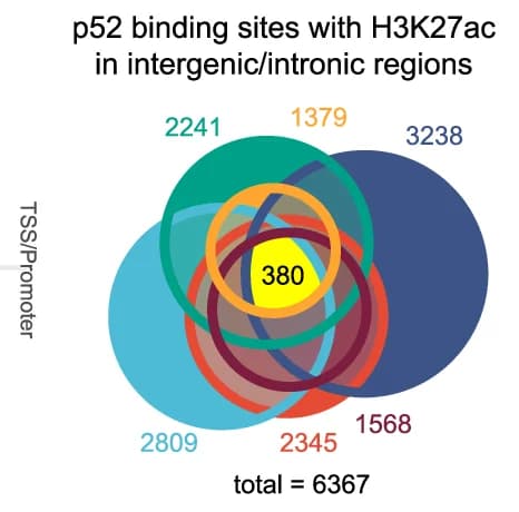 Open access visualization of Venn Diagram, Euler Diagram, p52 Binding Sites, H3K27ac Peaks, MMCLs