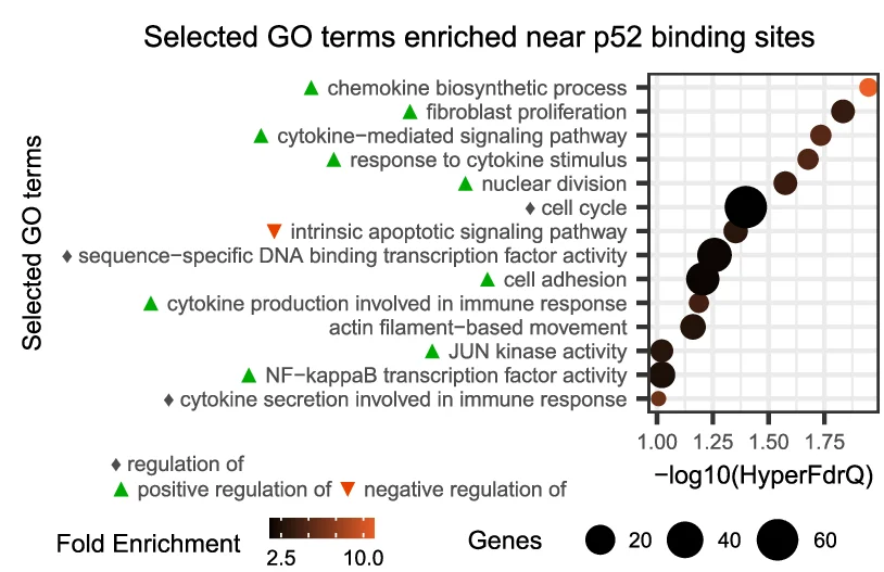 Open access visualization of Bubble Plot, Biological Processes, Genes, p52 Binding Sites, H3K27 Acetylation