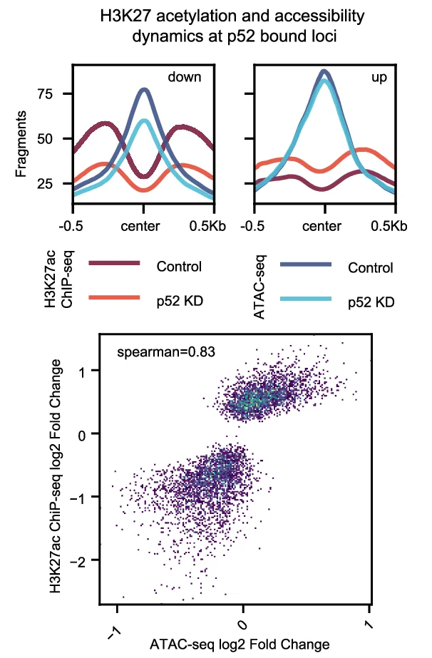 Open access visualization of Line Plot, Scatter Plot, H3K27 Acetylation, Accessibility, p52 Binding Sites