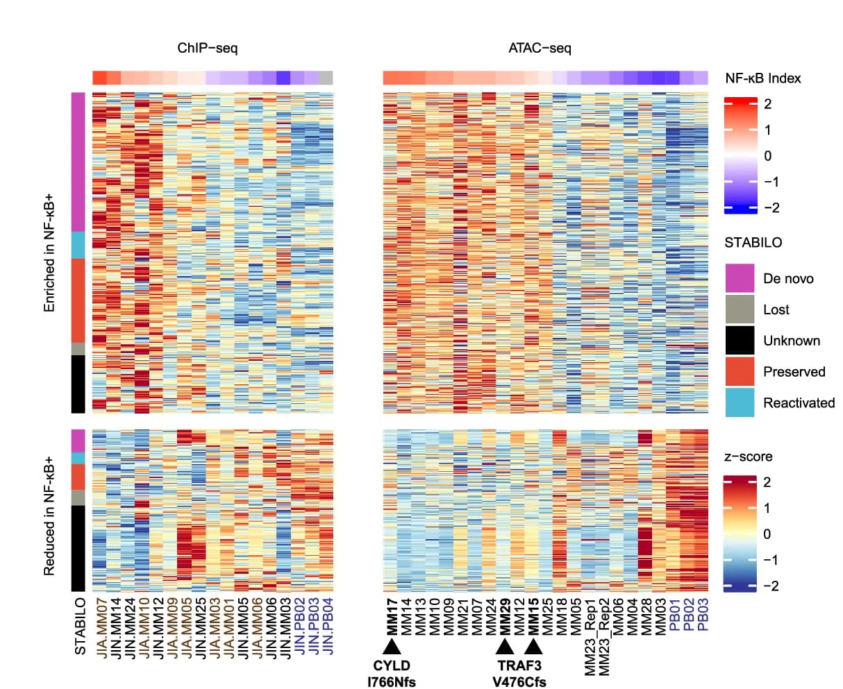 Open access visualization of Heatmap, Clustered, H3K27 Acetylation, MM Accessibility, Signal Dynamics