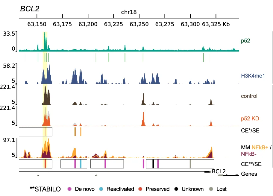 Open access visualization of Line Plot, BCL2 Loci, Proximal SEs, p52 ChIP-seq, H3K4me1 ChIP-seq