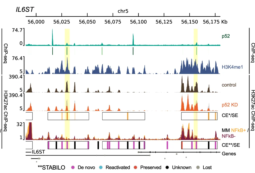 Open access visualization of Line Plot, Density Plot, IL6ST Loci, Proximal SEs, p52 ChIP-seq