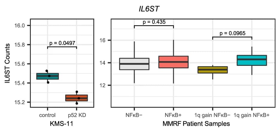 Open access visualization of Box Plot, IL6ST Expression, p52 Knockdown, NF-κB, 1q Gain