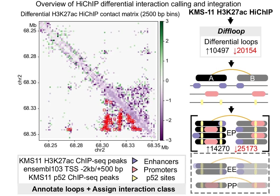 Open access visualization of Heatmap, Workflow, HiChIP, Loops, H3K27ac Peaks