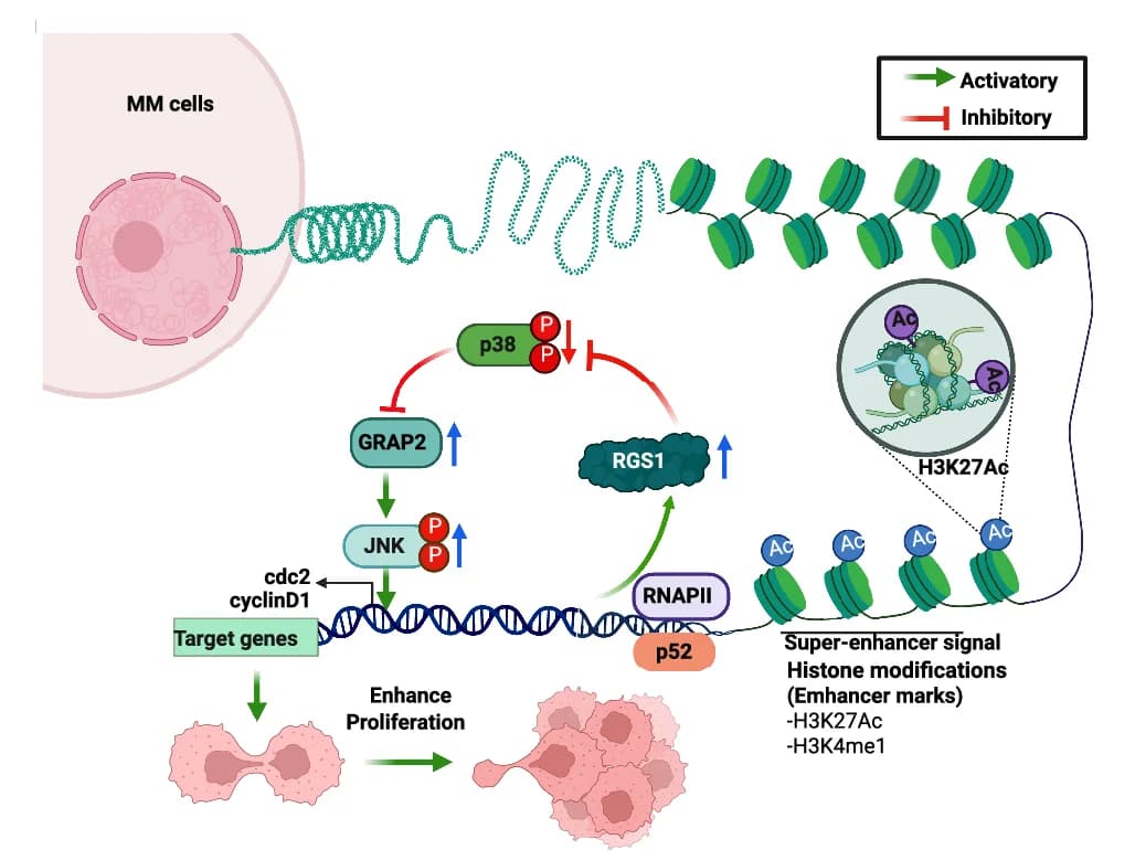Open access visualization of Workflow, Pathway, Illustration, p52, RGS1