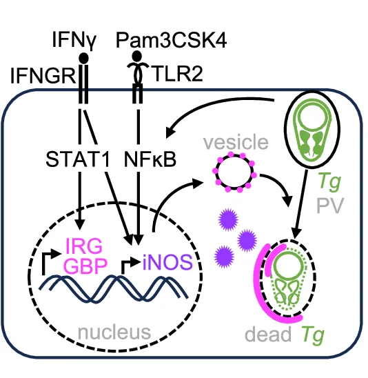 Open access visualization of Workflow, Illustration, Parasite Clearance, IRG Proteins, GBP Proteins