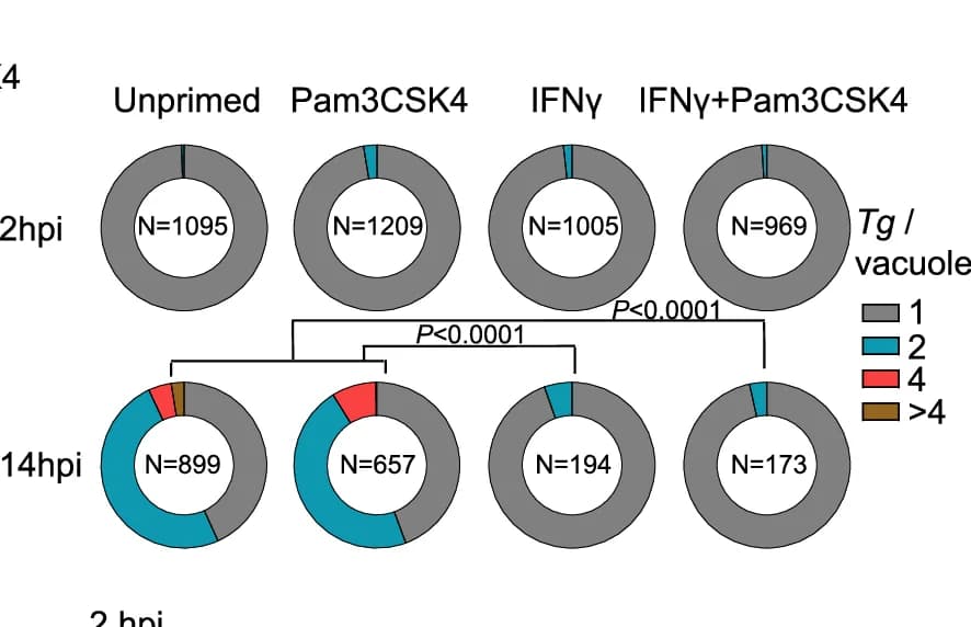Open access visualization of Donut Chart, Vacuole, Microscopy, Parasites, T. gondii