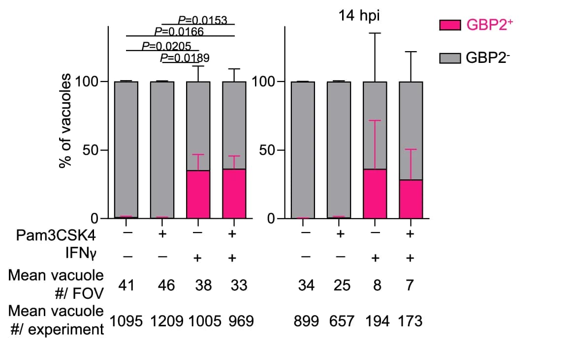 Open access visualization of Stacked Bar Plot, Error Bars, GBP2, Vacuoles, Quantification