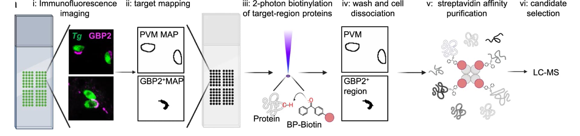 Open access visualization of Workflow, Illustration, BM-MoDCs, autoSTOMP, Immunofluorescence Imaging