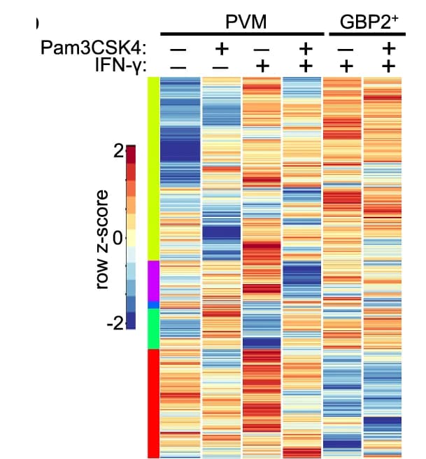 Open access visualization of Heatmap, Mouse Proteins, autoSTOMP conditions, Z-score, LFQ