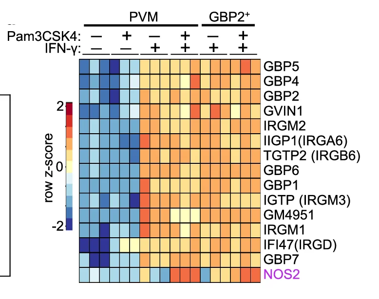 Open access visualization of Heatmap, IFN-inducible GTPases, IIGs, iNOS, autoSTOMP