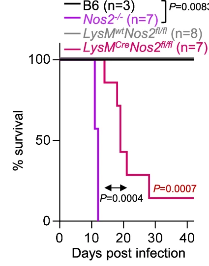 Open access visualization of Survival Curve, Line Step, Mice, Cysts, Euthanasia