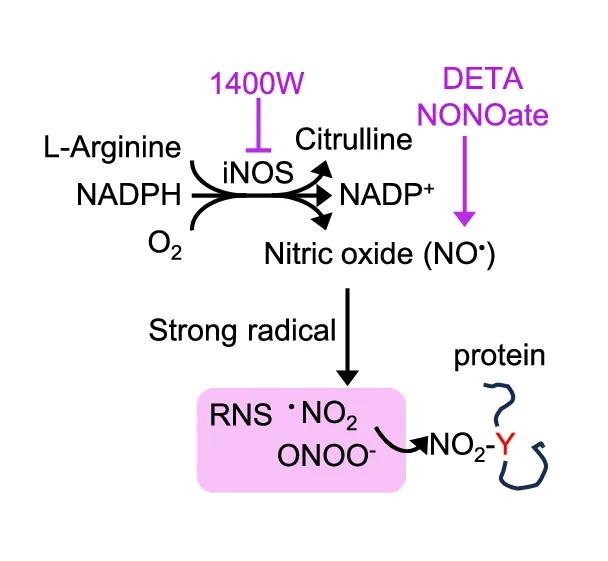 Open access visualization of Workflow, Flowchart, Illustration, L-Arginine, iNOS