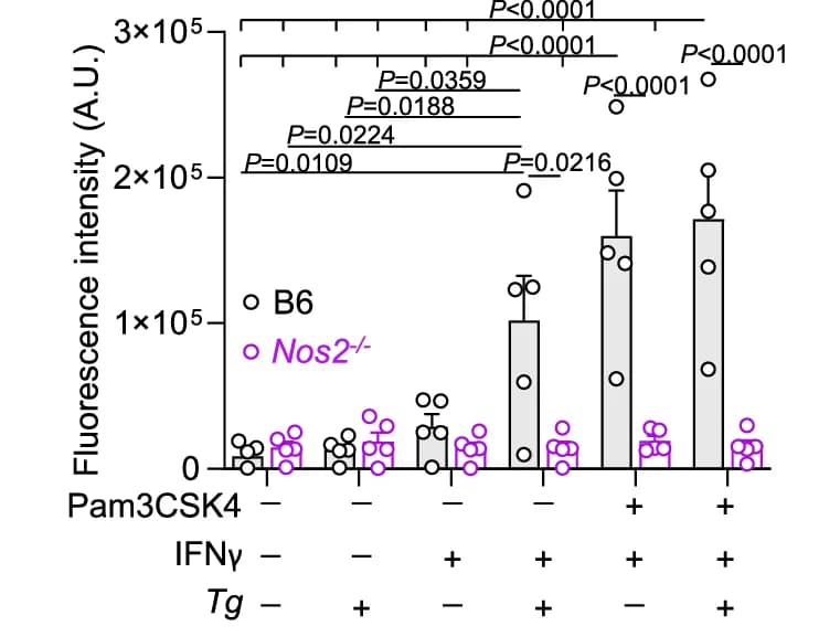 Open access visualization of Bar Plot, Error Bars, Scatter Plot, NO Production, Fluorescent Probes