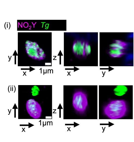 Open access visualization of Microscopy, High-Resolution Imaging, Z-Stacks, Airyscan