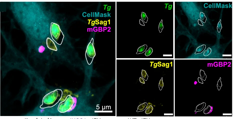 Open access visualization of Microscopy, Vacuole Integrity, RAW-Cas9 Cells, RAW ΔNos2 Cells, RAW ΔGbp-chr3 Cells