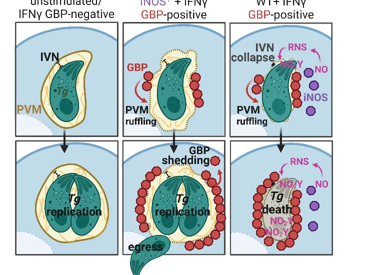Open access visualization of Workflow, Illustration, Parasite Clearance, iNOS, Chromosome 3 GBPs
